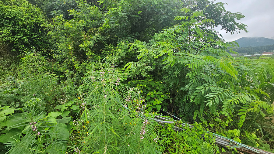 20250719_135131.jpg